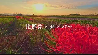 比都佐のヒガンバナ Red spider lilies in Hitsusa village.
