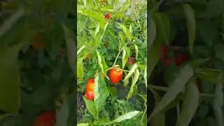 Сладкий перец выращенный на компостном удобрении