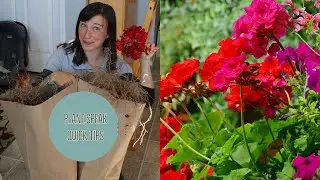 OVERWINTERING GERANIUMS- forcing dormancy/pelargoniums/demo/plant speak quicktip