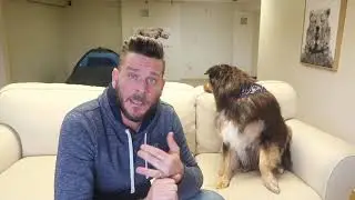 Austrailian Shepherd Review