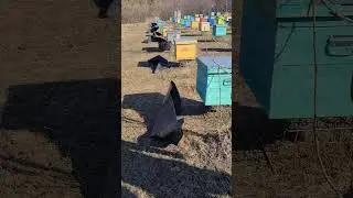Способ утепления ульев
