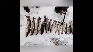 Хариусы — род рыб подсемейства хариусовых семейства лососевых отряда лососеобразных. 