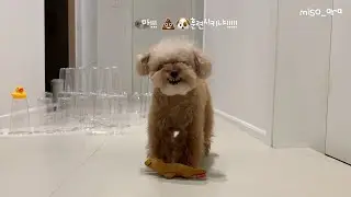 콩한쪽도 나눠 먹는 강아지