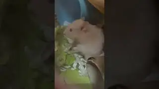 Cute, hamsters, eating salad or lettuce I don’t know ￼￼