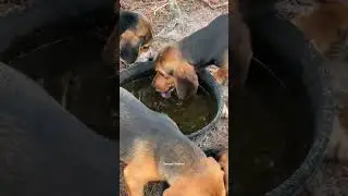 Puppies drinking water after 2 hours of “trying” to start. #bensonskennel