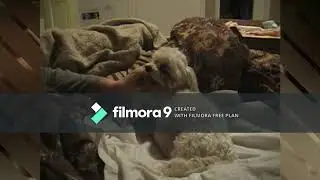 Compilation of Dogs Giving Birth..Awesome
