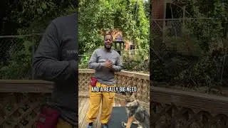Top 3 reasons to NOT own a GSD