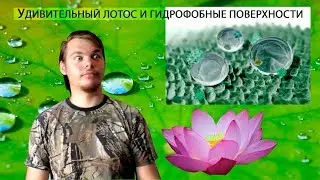 Что такое и как работает эффект лотоса? Или разговор о гидрофобных поверхностях