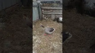 Гусь защищает сидящую на гнезде гусыню.