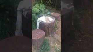 КОТЁНОК НА УЛИЦЕ