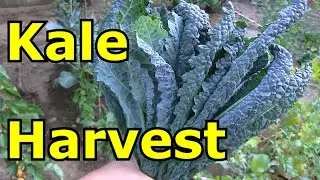 Amazing Kale Harvest