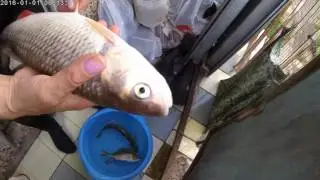 Голавль или Язь?)