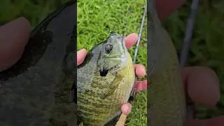 Big Bluegill on Nymph Jig while BFS Fishing Daiwa Salamandura Air TW #fishing #fishingvideo