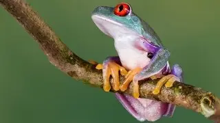 Paul Mc'Cartney and the frog chorus - We All Stand Together
