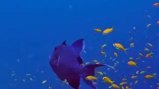 Red Sea Adventure