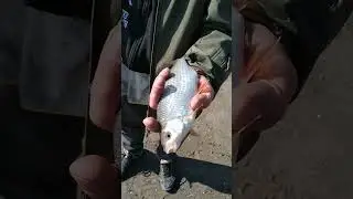 Рыбалка в Запорожье 