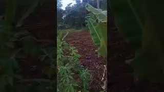 6 ha