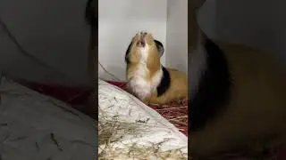 Морська свинка | веселі тваринки в Зоолюкс #vet #veterinary #тварини #Caviaporcellus