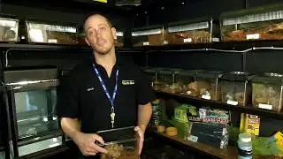 Invert Room & Some Amphibians