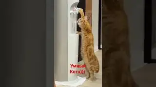 котэ и куллер))) 
