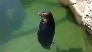 pongan en los comentarios preguntas y retos xd