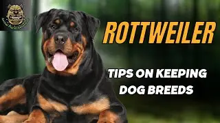 Best way to care for Rottweiler dogs you need to know !