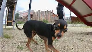 A dangerous hill for the Russian Toy Terrier.
