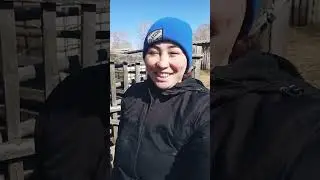 Операция кастрация: не для слабонервных! 