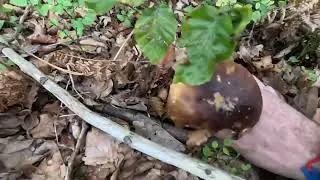 Kje in Kako Najdemo UŽITNE GOBE