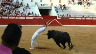 Fotos de toros en punta plaza de toros de Tarazona 2