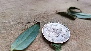 James, my newest, baby Indian stick insect.