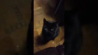 наглый кот