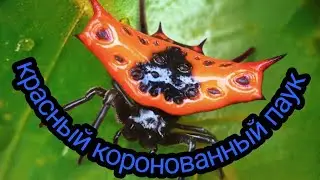 красный коронованный паук the ants underground kingdom