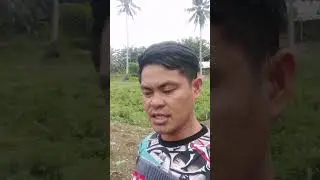 Organic na Paghahalaman