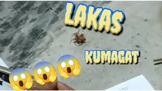 5 spider Derby Mindanao