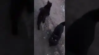 🐾 Кошачий почёт: как коты встречают хозяйку у калитки 🐱💫