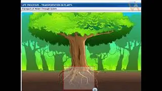 Transportation in plants (inshort)
