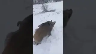 на шакала с кабаном🐗💪😄