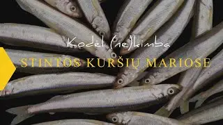 Kablys. Kodėl (ne)kimba stintos Kuršių mariose?