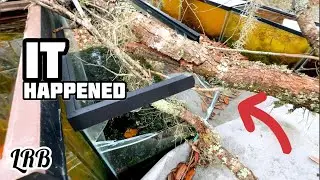 Aquariums Tubs Ponds Updates! Why I dont Use Driftwood in My Tanks and More!