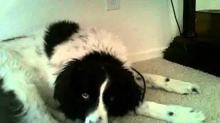 tired charley