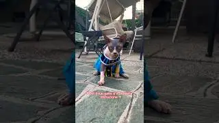Aiuto 😂 ig: andrea_pappa #sphynx #sphynxcat #cat #cats #sphynxlair #hairlesscat #sphynxcommunity