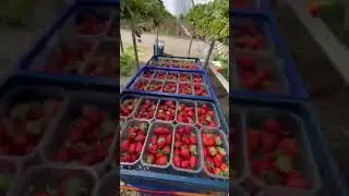 Сбор клубники на ферме в Англии за 2000$ в месяц