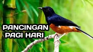 PANCINGAN MURAI DI PAGI HARI SANGAT AMPUH EFEKTIF, MURAI ANDA LANGSUNG BRINGAS