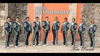 MARIACHI LOS GAVILANCILLOS   LO LEGALLL
