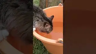 #кот