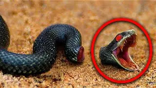 12 Animale Pe Care MOARTEA Nu Le Omoara