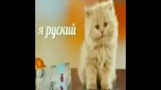 кот Я РУССКИЙ