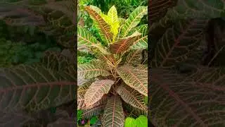 #Colorfulplants