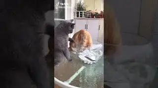 Котик защищает рыбку😂😂😂